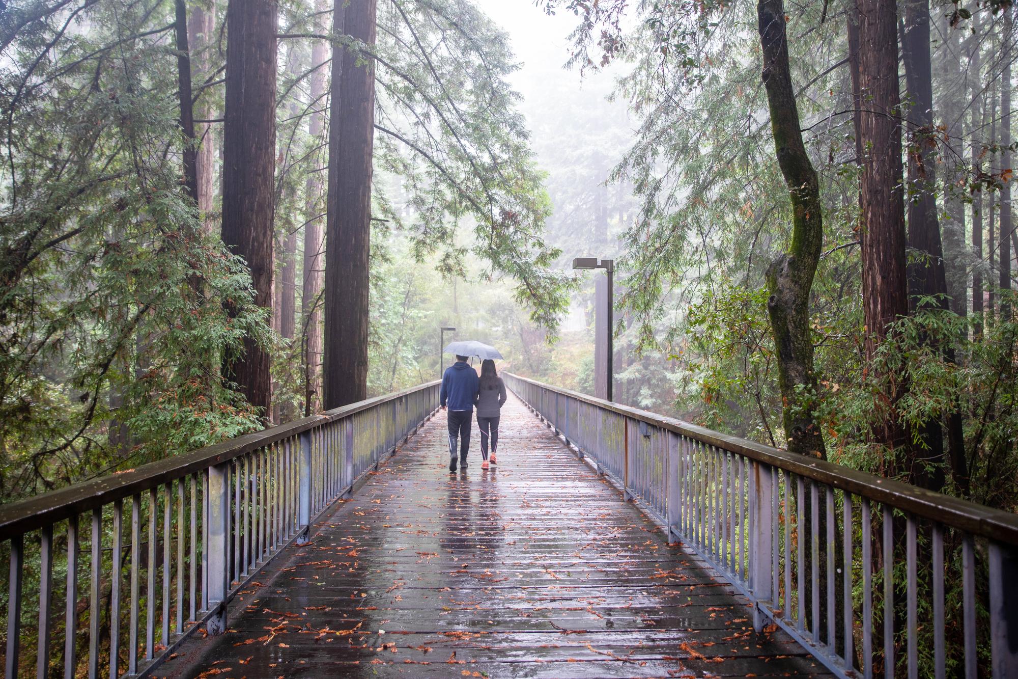 两个人在雨中撑着伞走在树林里的一条木头小路上.