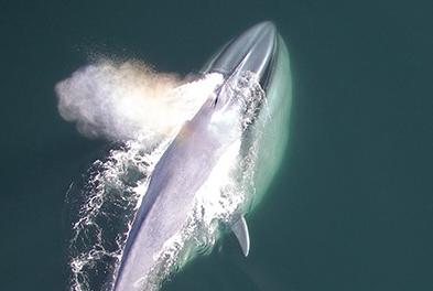 一张航拍照片显示，一头蓝鲸在水面附近俯冲进食.